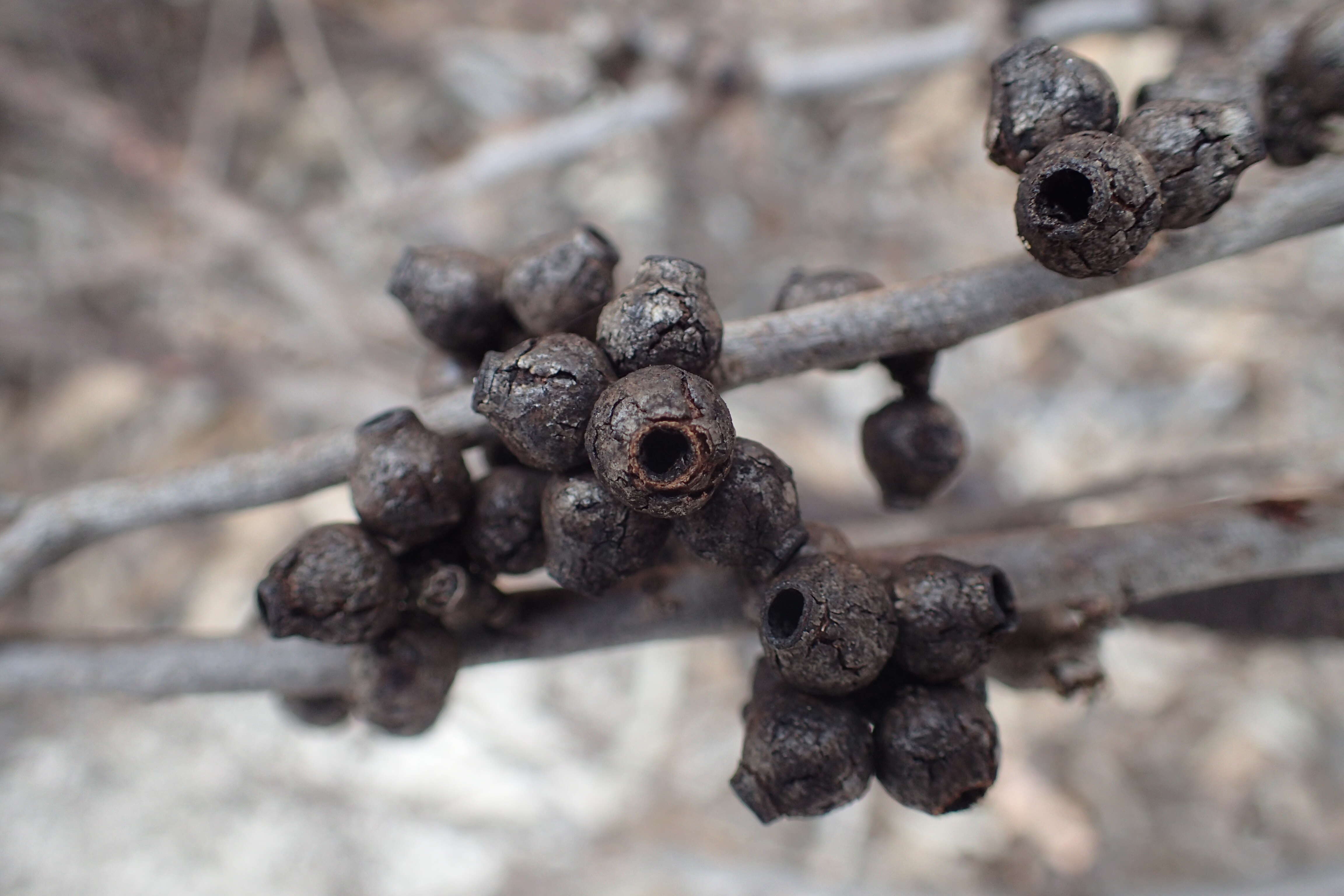 Image of Eucalyptus brockwayi C. A. Gardner