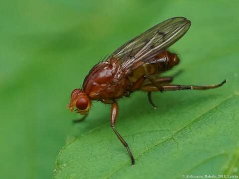 Image de Dryomyza anilis Fallen 1820