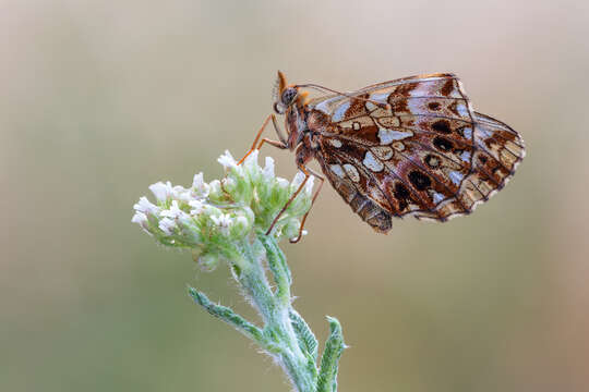 Plancia ëd Boloria dia