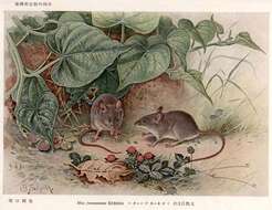 Image of Ricefield Mouse