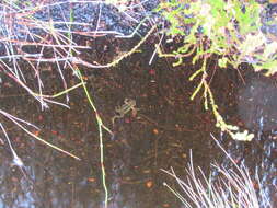 Image of Rose’s Mountain Toadlet