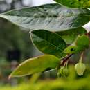 Image of Phyllanthus anamalayanus (Gamble) G. L. Webster