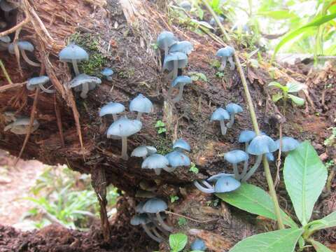 Image of Clitocybula azurea Singer 1973