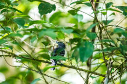 Image of Black-crowned Antshrike