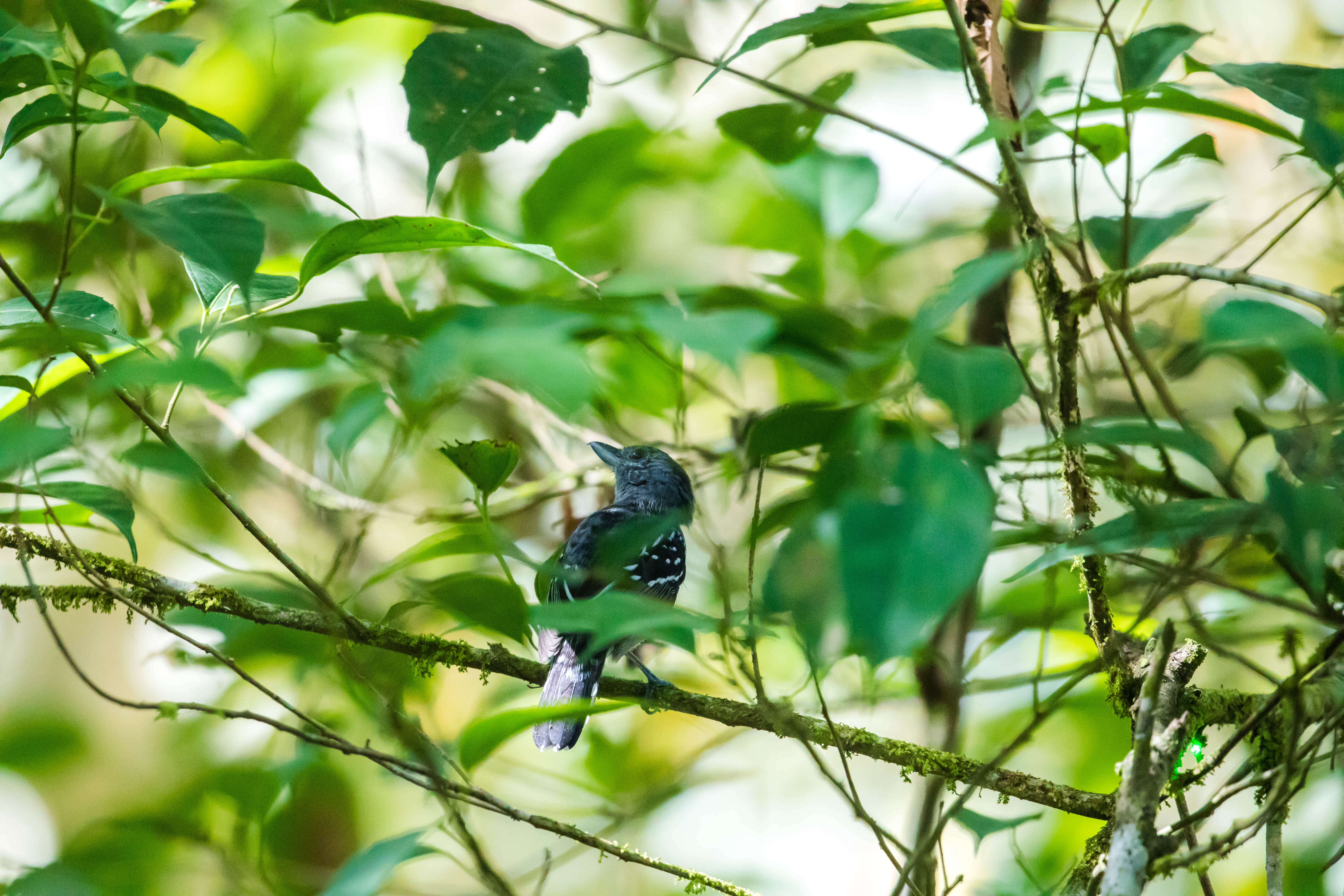 Image of Black-crowned Antshrike