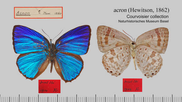 Image de Arhopala acron (Hewitson 1862)