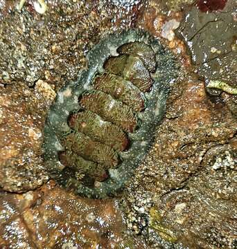 Image of hairy chiton