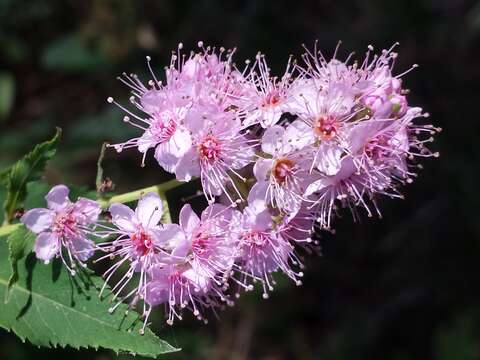 Слика од Spiraea salicifolia L.