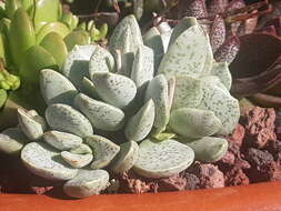 Image of Adromischus alstonii (Schönl. & E. G. Baker) C. A. Smith