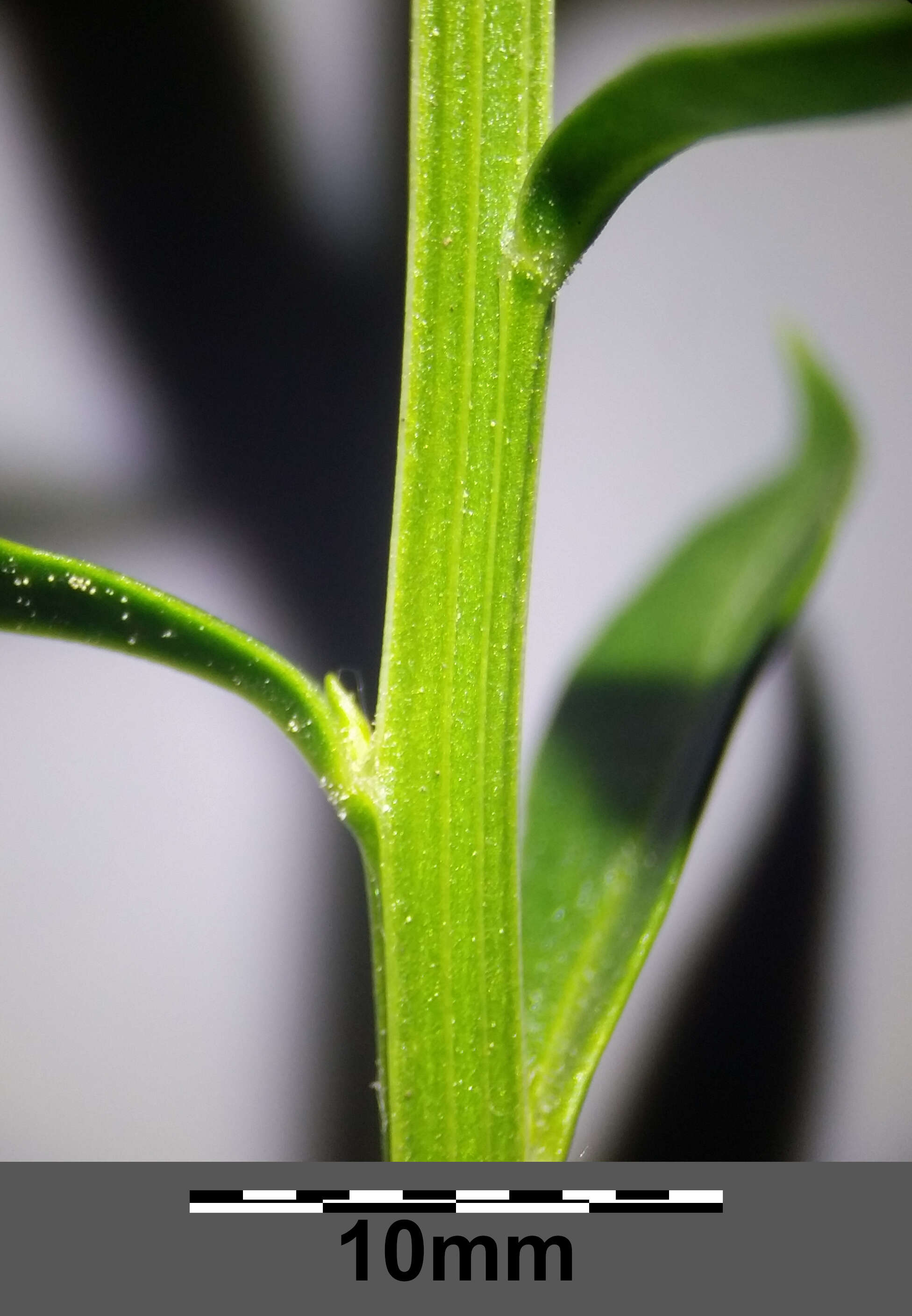 Plancia ëd Iberis umbellata L.