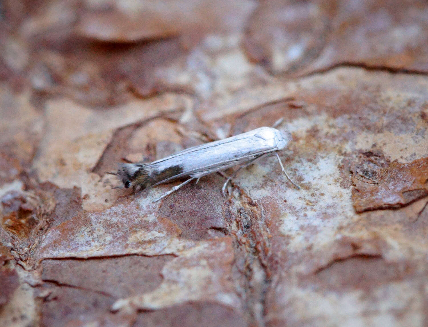 Image of apple leaf miner