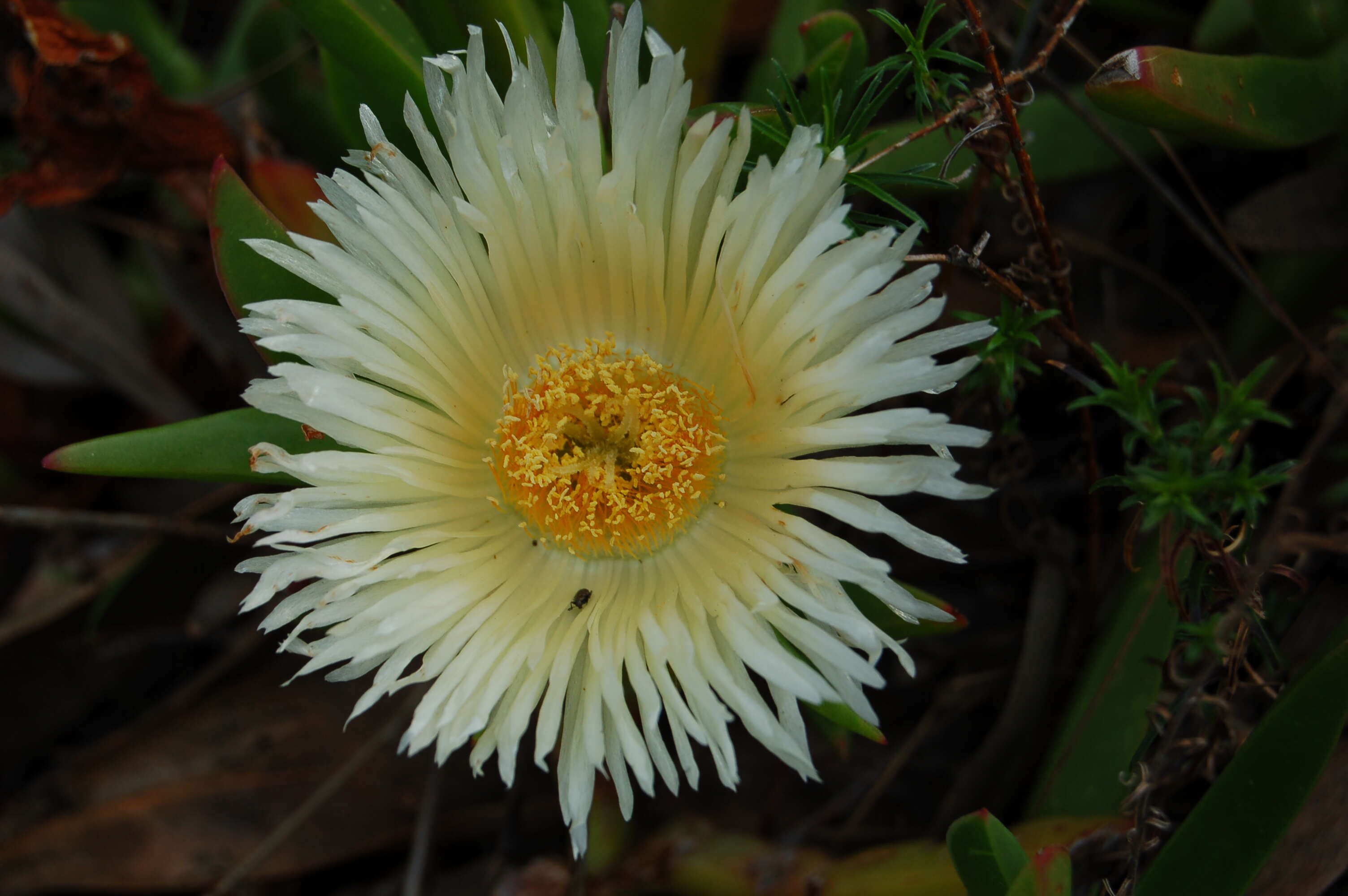 Image of hottentot fig