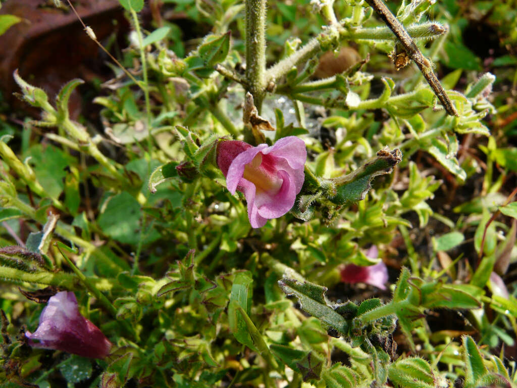 Image of Centranthera indica (L.) Gamble