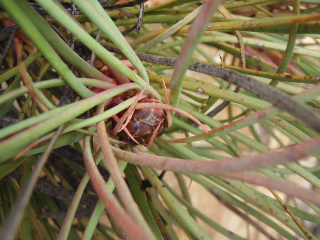 Image of Protea montana E. Mey. ex Meissn.