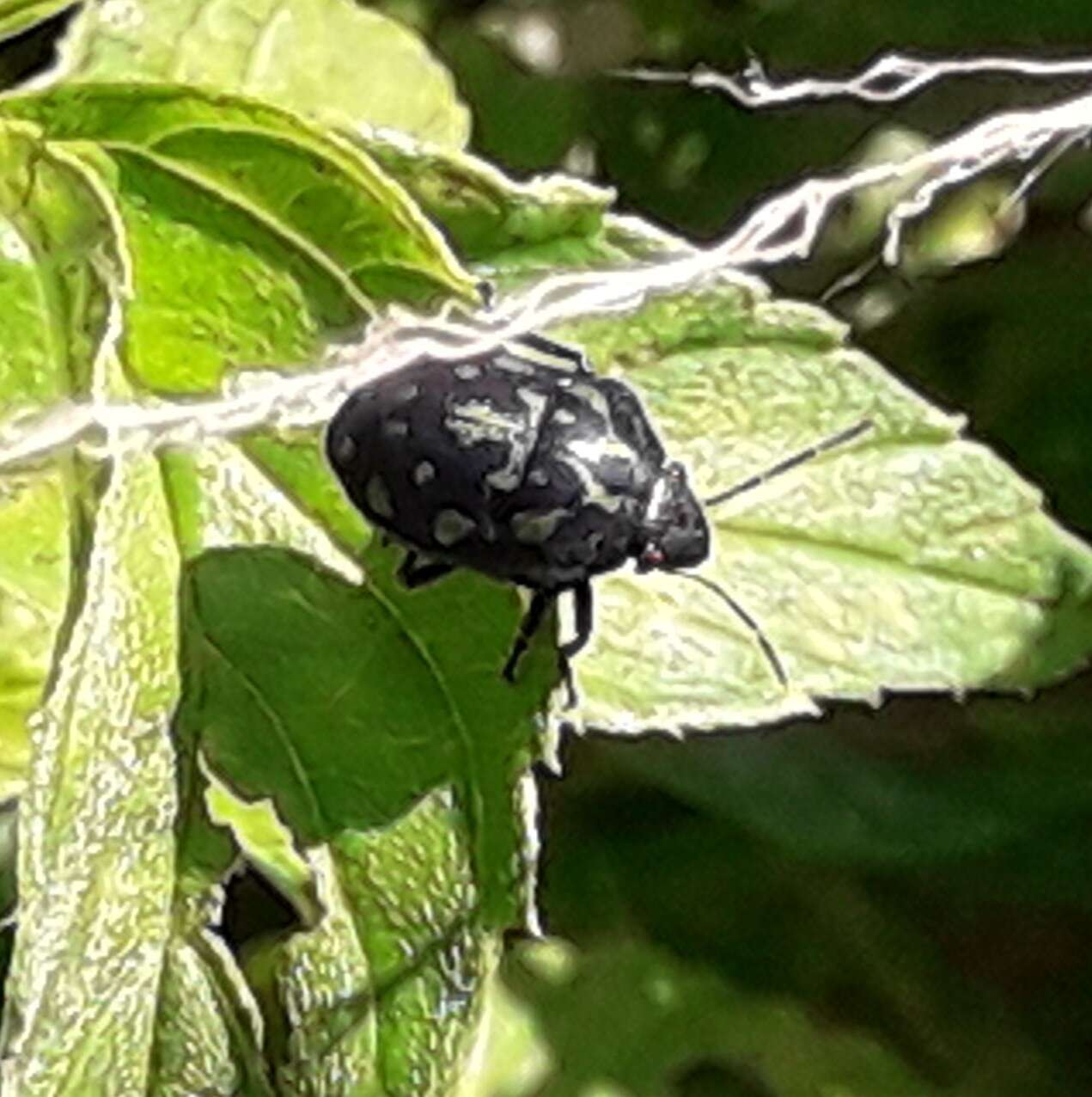 Image of Orsilochides variabilis (Herrich-Schaeffer 1837)