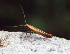 Sivun Caloptilia rufipennella (Hübner 1796) kuva