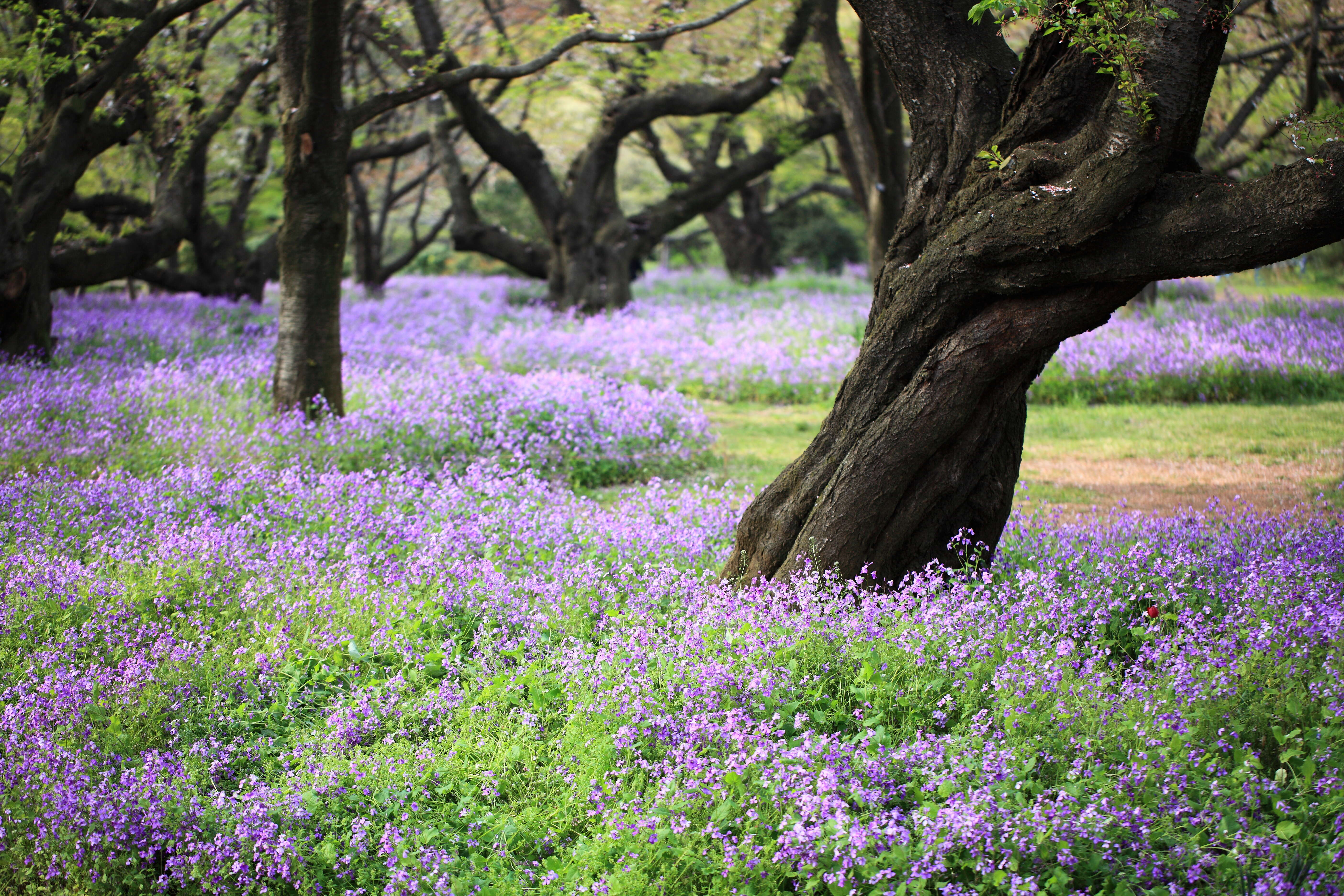 Imagem de Orychophragmus violaceus (L.) O. E. Schulz