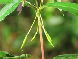 Image of Impatiens minor (DC.) S. S. R. Bennet