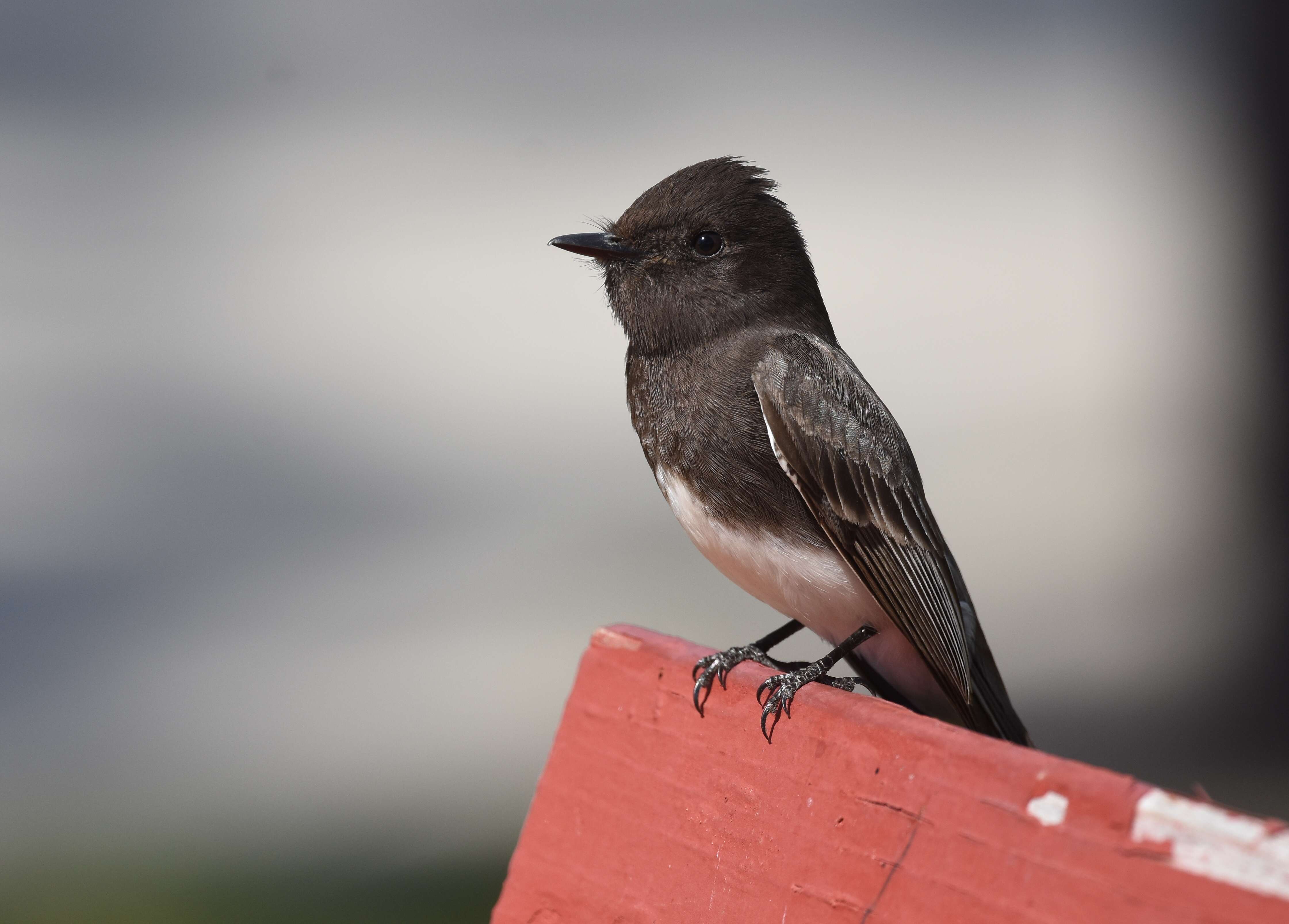 Image of Eastern Phoebe