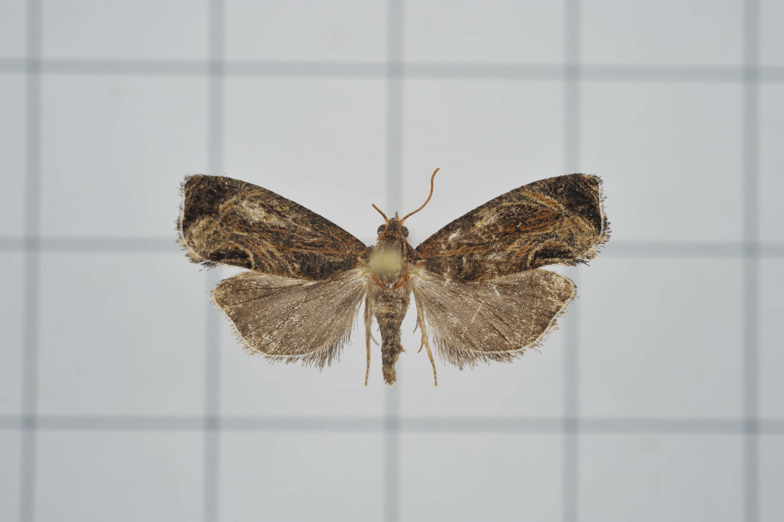 Image of Cryptophlebia repletana Walker 1863