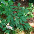 Image of Actaea japonica C. P. Thunberg ex A. Murray