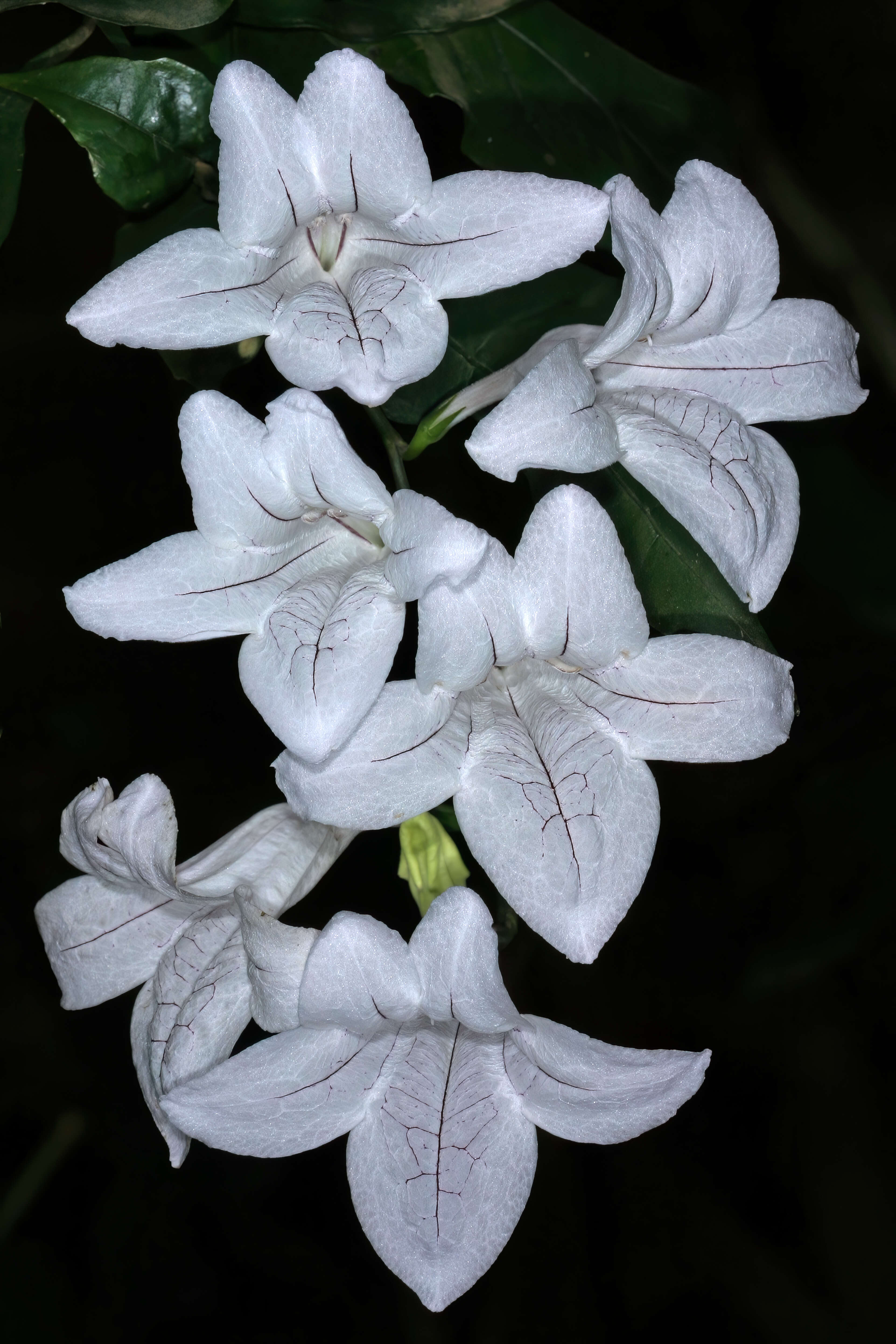 Image of River bells