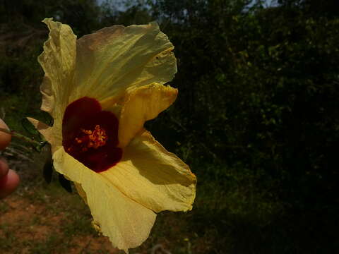 Image of Prickly hibiscus creeper