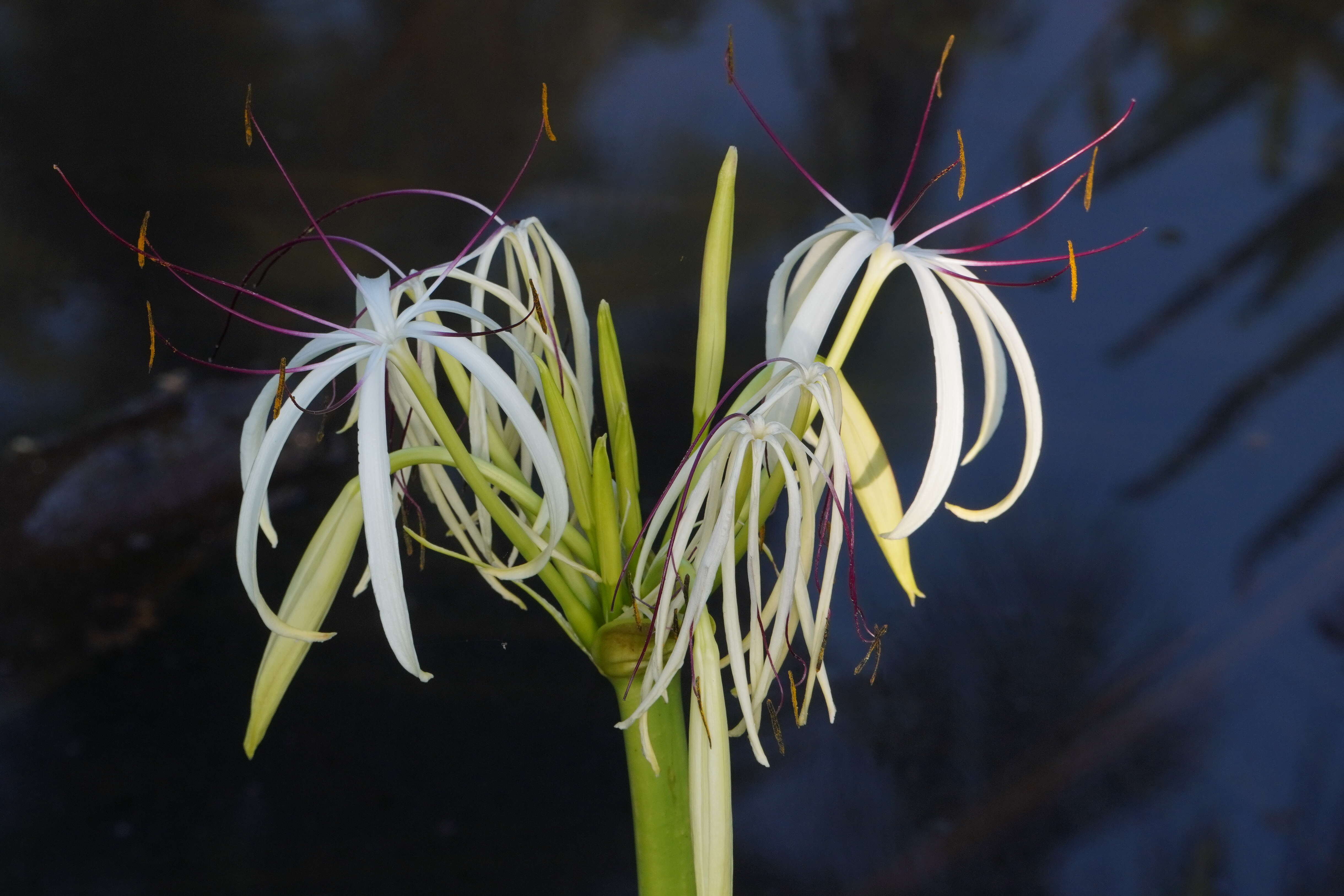 Слика од Crinum viviparum (Lam.) R. Ansari & V. J. Nair