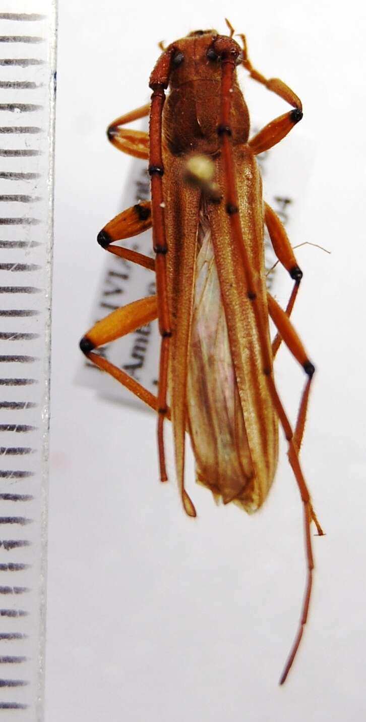 صورة Malacopterus