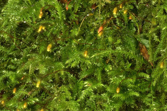 Image of brachythecium moss