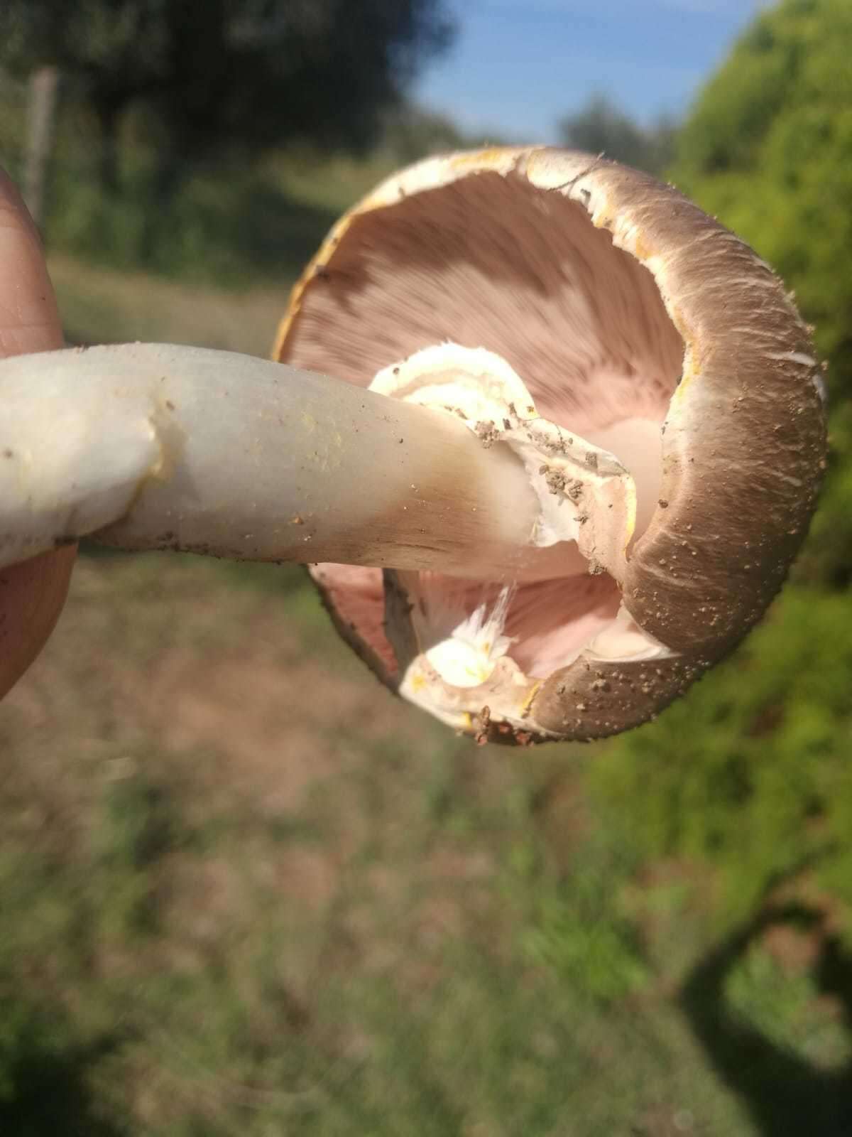 Image of Dark scaled mushroom