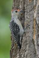 Image of Red-bellied Woodpecker