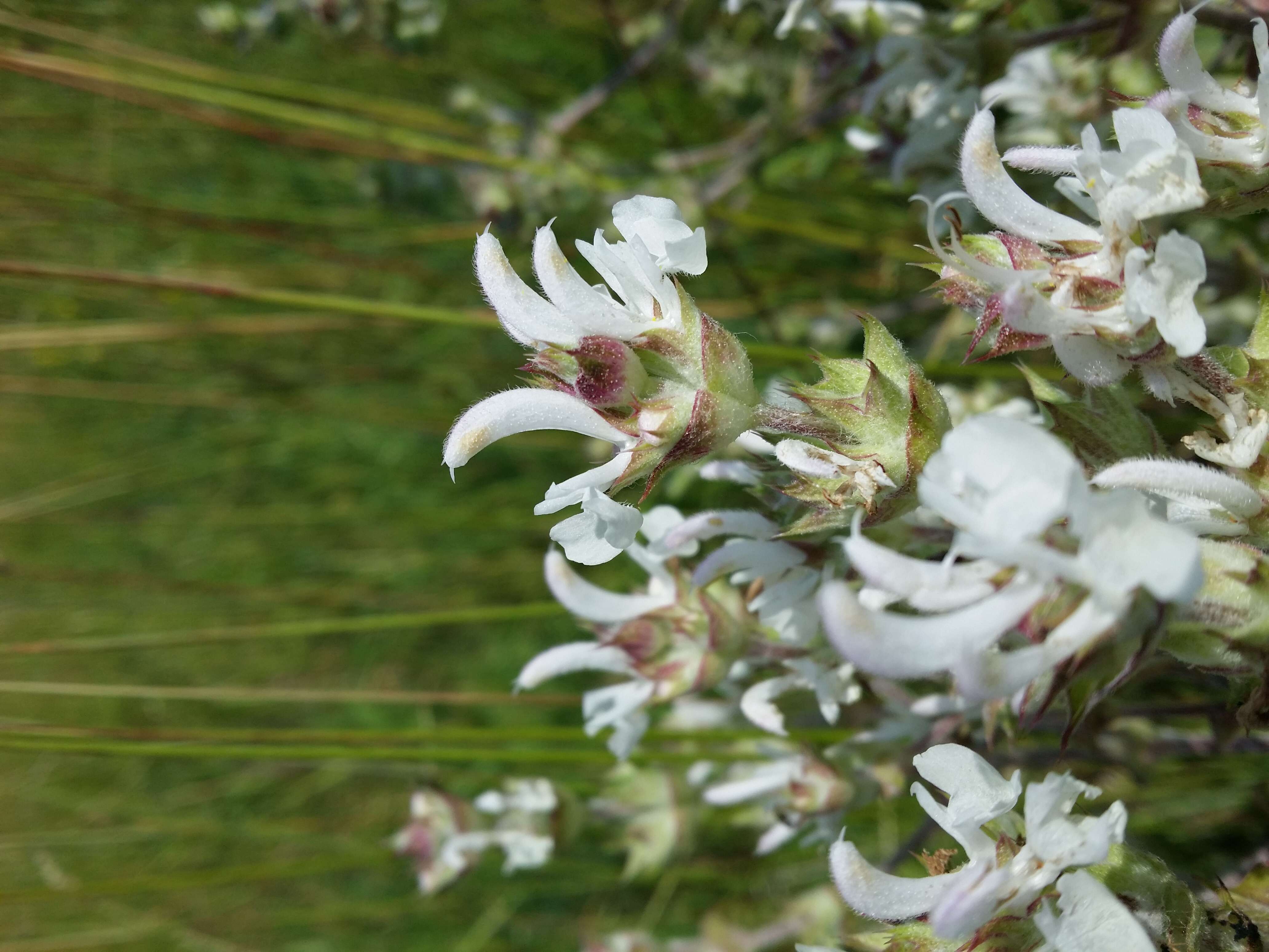 Sivun Salvia aethiopis L. kuva