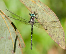 Image of Eusynthemis guttata (Selys 1871)