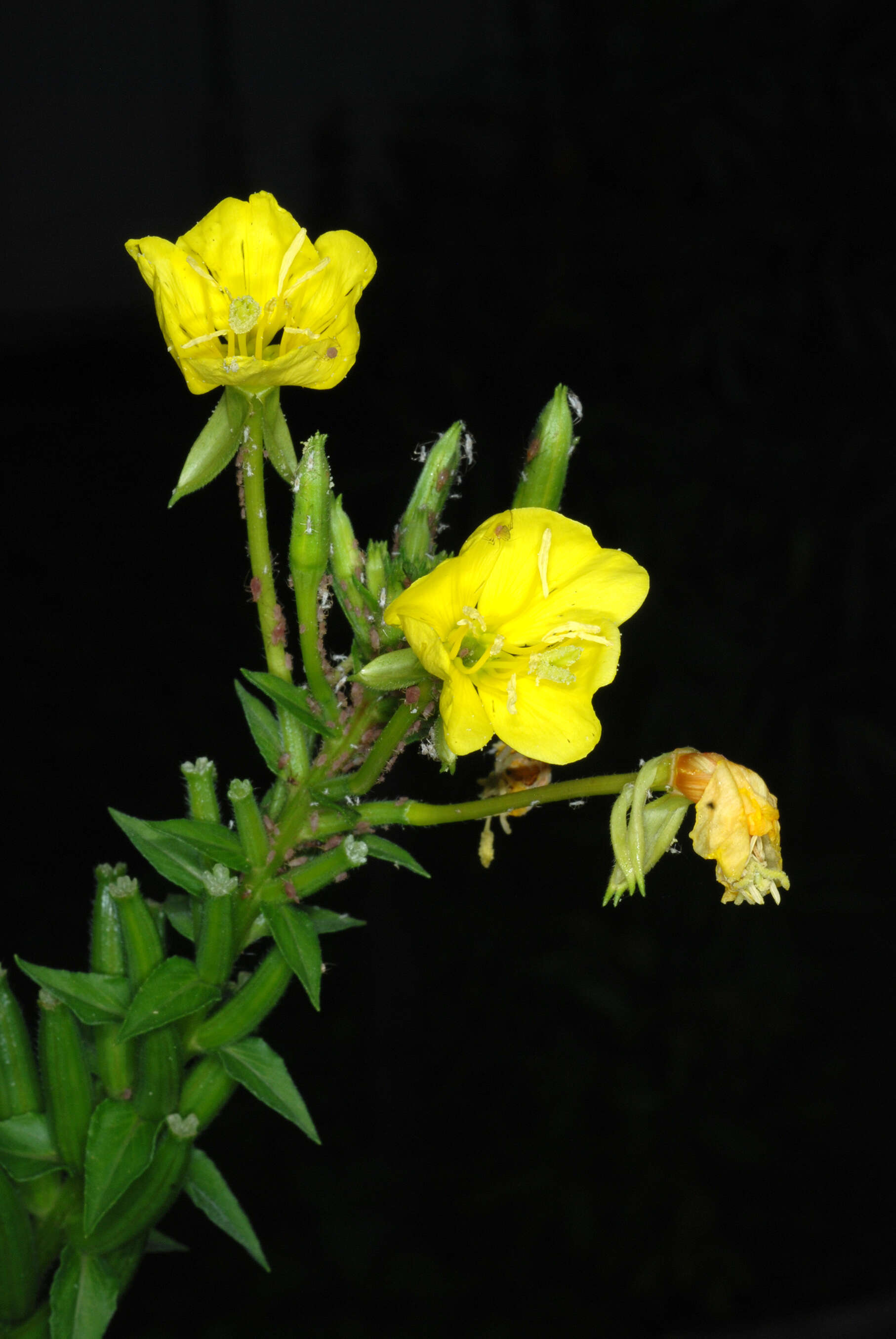 Imagem de Oenothera biennis L.