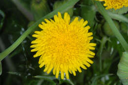 Слика од Sonchus asper (L.) Hill