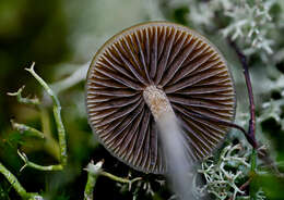 Image of Psilocybe liniformans Guzmán & Bas 1977