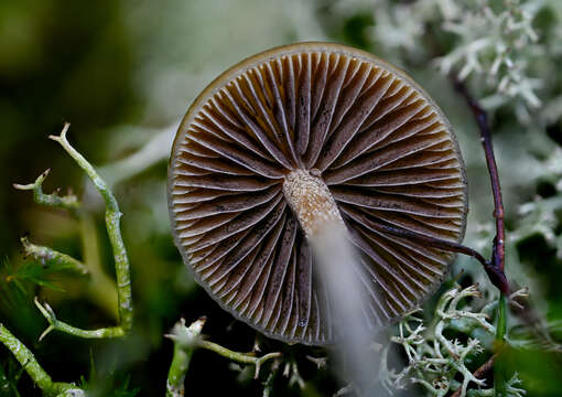 Image of Psilocybe liniformans Guzmán & Bas 1977