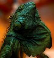 Image of Green iguana