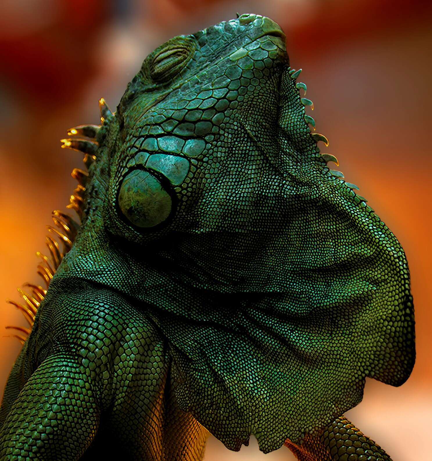 Image of Green iguana