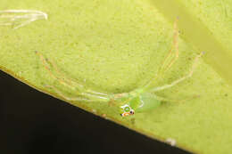 Image of Magnolia Green Jumper