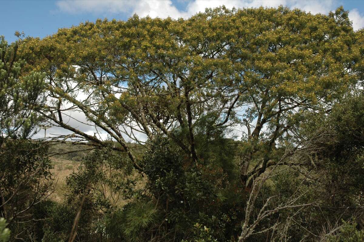 Imagem de Mimosa scabrella Benth.