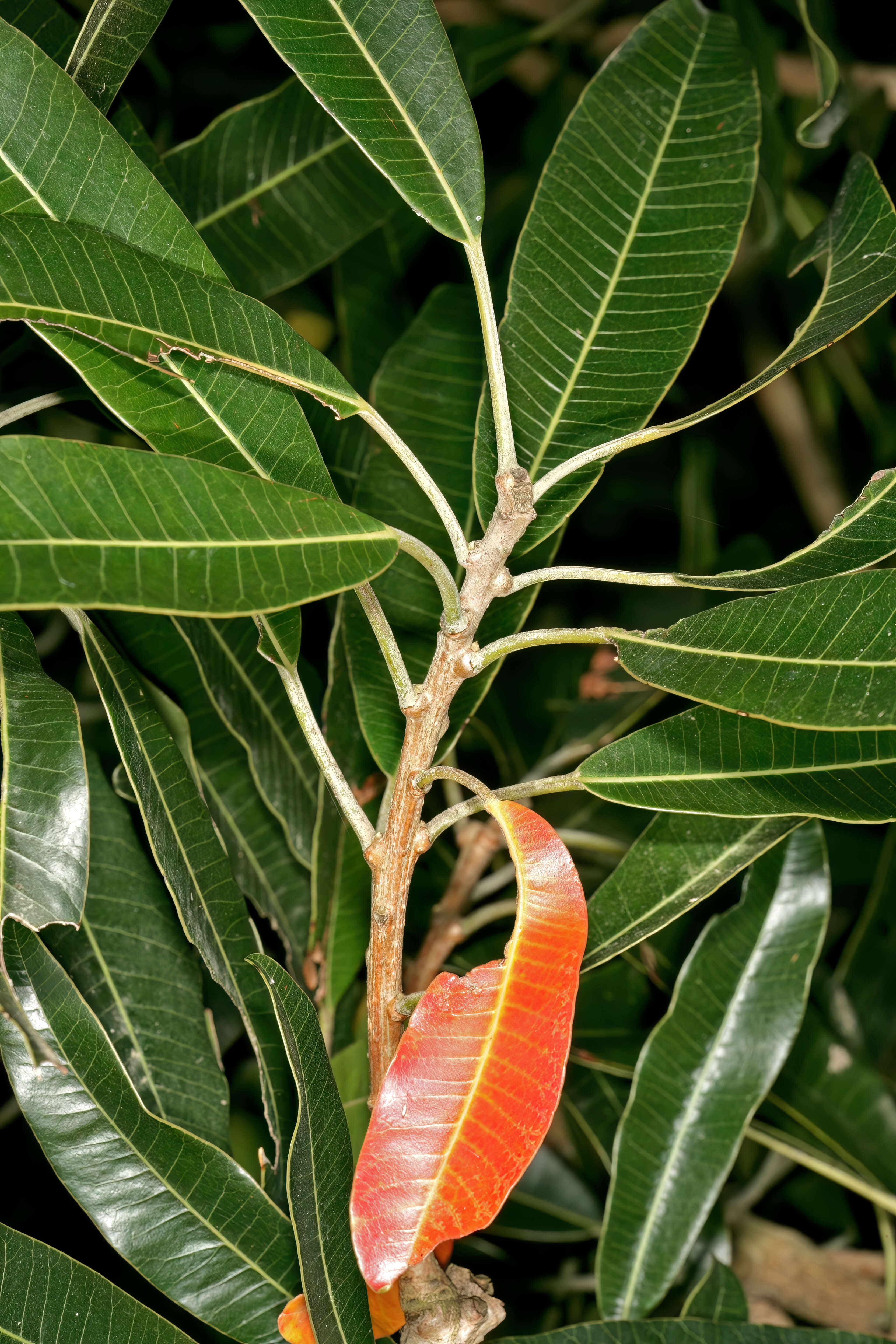 Image of Protorhus longifolia (Bernh.) Engl.