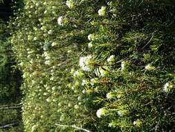 Imagem de Rhododendron tomentosum (Stokes) Harmaja