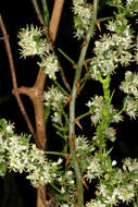 Image of African asparagus