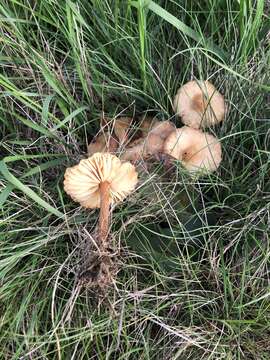 Image of Marasmius oreades (Bolton) Fr. 1836