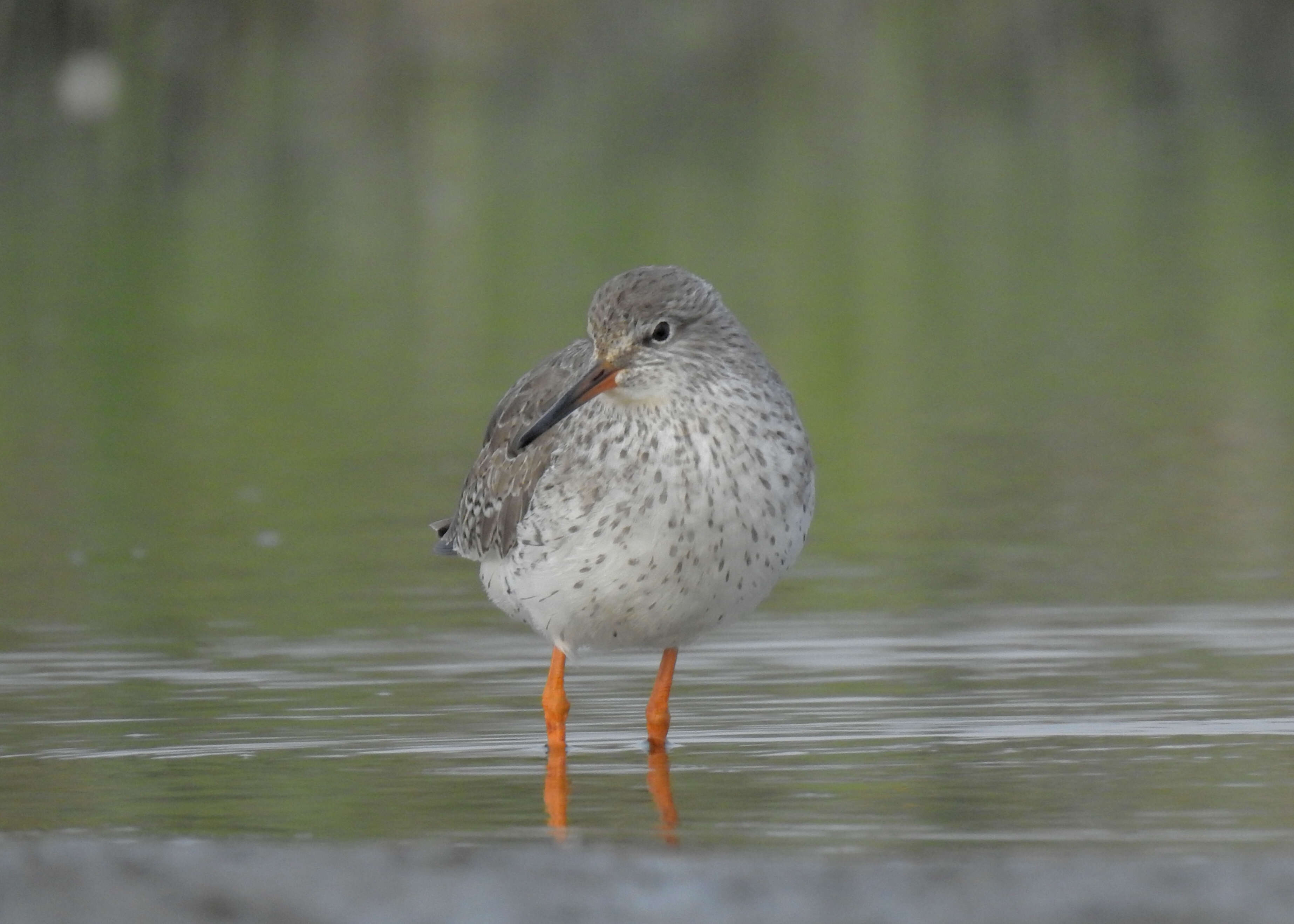 Image of Common Redshank