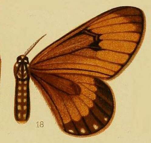Image of Hibrildes Druce 1888