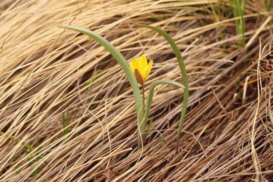 Image of Tulipa altaica Pall. ex Spreng.