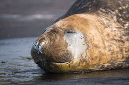 Image of South Atlantic Elephant-seal